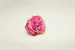 Pink Rose Flower with delicate petals on a light background.