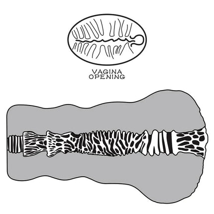 Diagram of Masturbator Aliens Pie 2 textured tunnel design for immersive stimulation