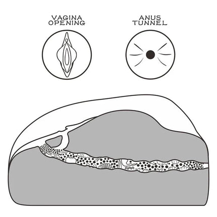 Diagram of Masturbator Streetgirls 1 showing vaginal and anal tunnel textures for enhanced pleasure.