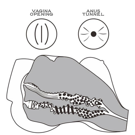 Diagram of Masturbator Streetgirls 7 showing textured vaginal and anal tunnels